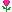 Pinkrose